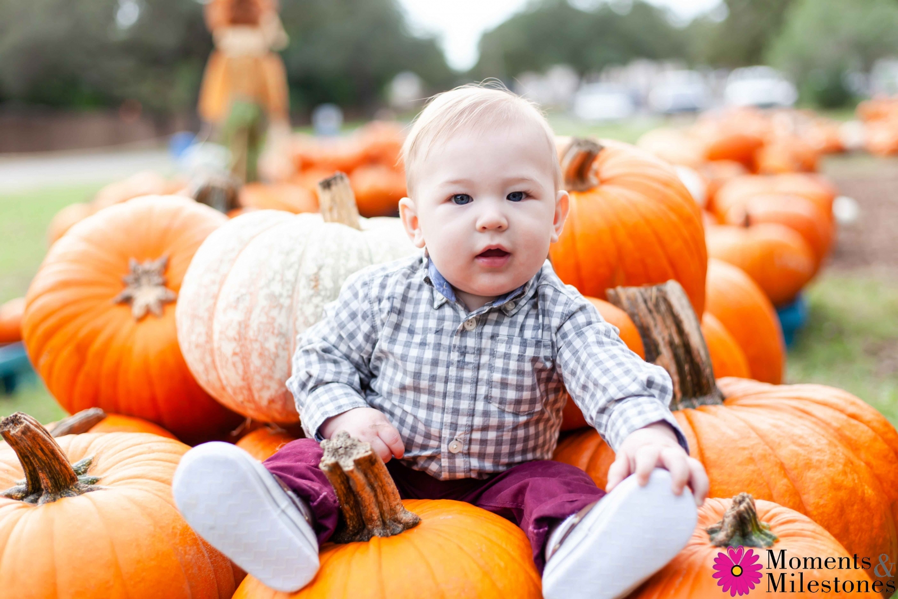 pumpkin patch baby photography